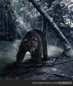 Grizzly Bear Walking In The Forest