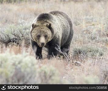 Grizzly bear with direct stare while feeding on tubers and seeds in sagebrush meadow