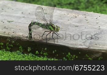 Grnn/schwarze Libelle sitzt auf einem Holzbrett in einen Teich/GewSsser voll mit grnnen kleinen BlSttchen, angelt mit ihrem Schwanz im Teich nach den BlSttchen und fliegt dann weg.