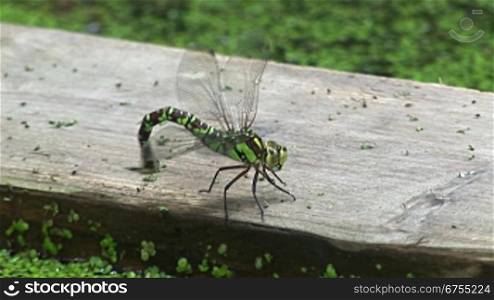 Grnn/schwarze Libelle sitzt auf einem Holzbrett in einen Teich/GewSsser voll mit grnnen kleinen BlSttchen, angelt mit ihrem Schwanz im Teich nach den BlSttchen und fliegt dann weg.