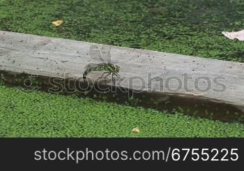 Grnn/schwarze Libelle sitzt auf einem Holzbrett in einen Teich/GewSsser voll mit grnnen kleinen BlSttchen, angelt mit ihrem Schwanz im Teich nach den BlSttchen und fliegt dann nber eine grnne Wiese und den Teich weg.