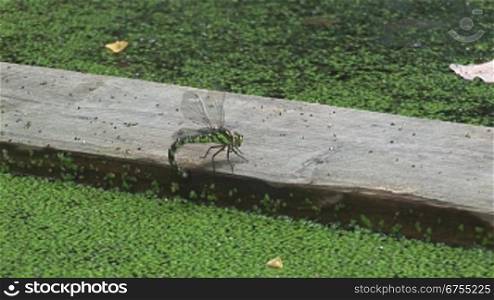 Grnn/schwarze Libelle sitzt auf einem Holzbrett in einen Teich/GewSsser voll mit grnnen kleinen BlSttchen, angelt mit ihrem Schwanz im Teich nach den BlSttchen und fliegt dann nber eine grnne Wiese und den Teich weg.