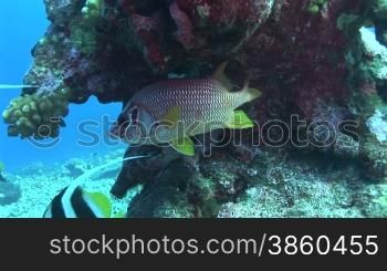 Gro?dorn-Husarenfisch oder auch Riesenhusar (Sargocentron spiniferum)am Korallenriff.