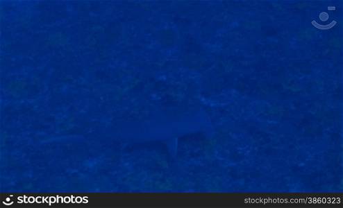 Gro?er Hammerhai, great hammerhead shark, im Meer