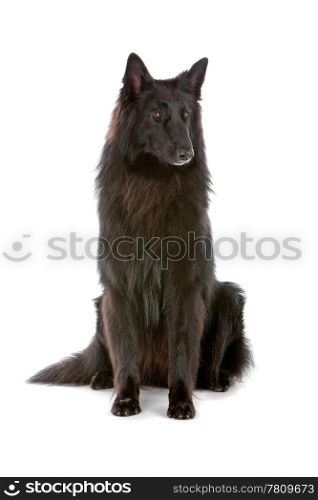 Groenendaeler or black long haired Belgium shepherd isolated on white