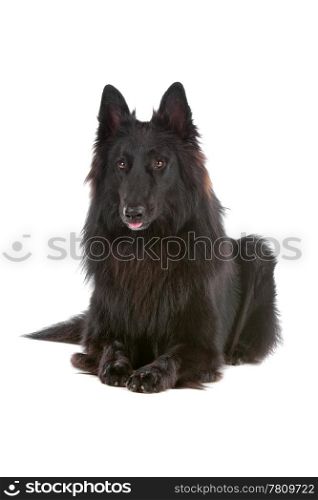 Groenendaeler or black long haired Belgium shepherd isolated on white