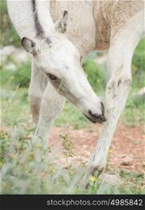 grooming half-wild cream foal. Israel