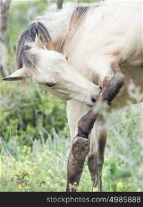 grooming half-wild young horse. Israel