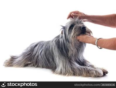 grooming of a pyrenean sheepdog in front of a white background