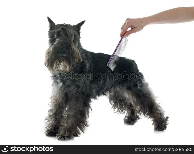 grooming of miniature schnauzer in front of white background