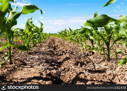 groove of plowed land with planted corn