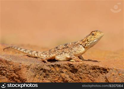 Ground agama (Agama aculeata) sitting on a rock, South Africa
