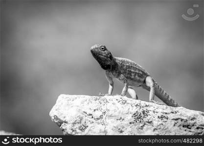 Ground agama on a rock in black and white in the Kgalagadi Transfrontier Park, South Africa.