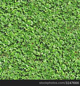 Ground Cover 03