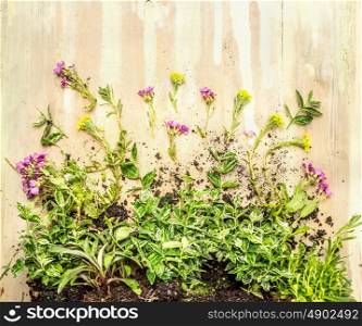 ground cover plant with root and blooming on rustic wooden backgrund, top view