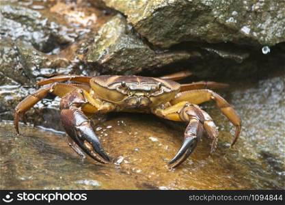 Ground crab, Mulshi, Maharashtra, India
