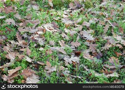 Ground full of fallen oak leaves in autumn