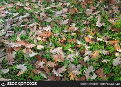 Ground full of fallen oak leaves in autumn