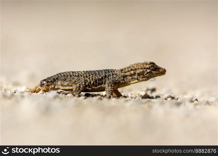 ground level view of a reptile, the brown gecko  Tarentola mauritanica , close-up photograph