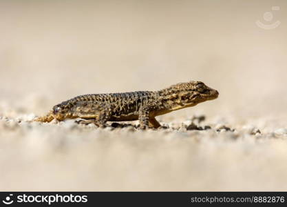 ground level view of a reptile, the brown gecko  Tarentola mauritanica , close-up photograph