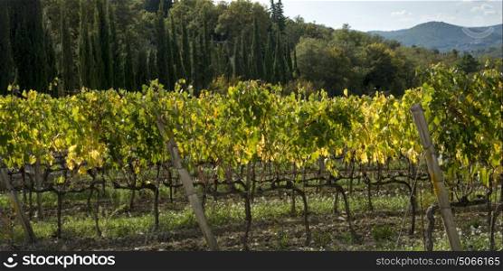 Ground level view of vineyard, Gaiole in Chianti, Tuscany, Italy