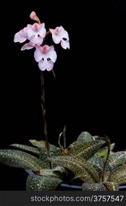Ground orchid, Habenaria carnae