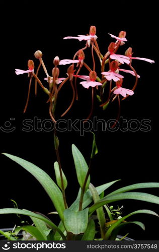 Ground orchid, Habenaria rhodocheila (pink form)