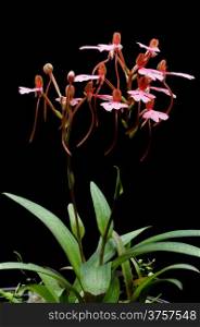 Ground orchid, Habenaria rhodocheila (pink form)