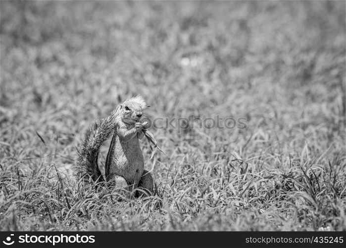 Ground squirrel eating grass in black and white in the Kalagadi Transfrontier Park, South Africa.