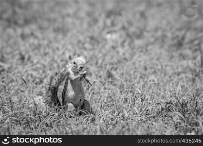 Ground squirrel eating grass in black and white in the Kalagadi Transfrontier Park, South Africa.
