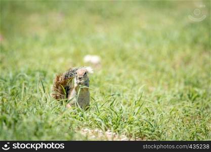 Ground squirrel eating grass in the Kalagadi Transfrontier Park, South Africa.