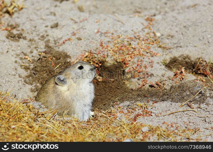 ground squirrel next to a mink in wild nature