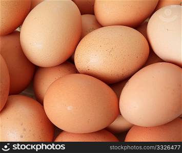 group brown chicken egg