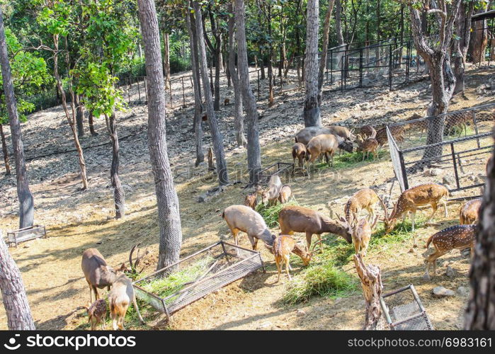 Group brown deer female and male full grown at eating grass fresh and hay in natural zoo and it is a popular tourist destination.