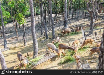 Group brown deer female and male full grown at eating grass fresh and hay in natural zoo and it is a popular tourist destination.