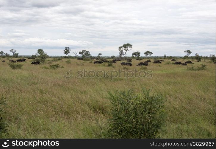 group buffela in national kruger park south africa