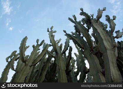 Group cactus