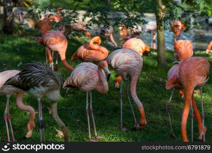 group flamingos with ring on legs in zoo on evening