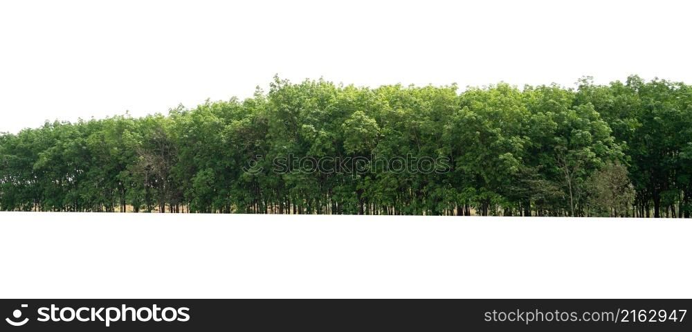 group green tree isolate on white background