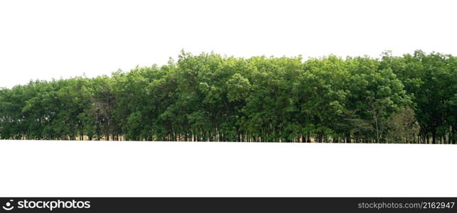 group green tree isolate on white background