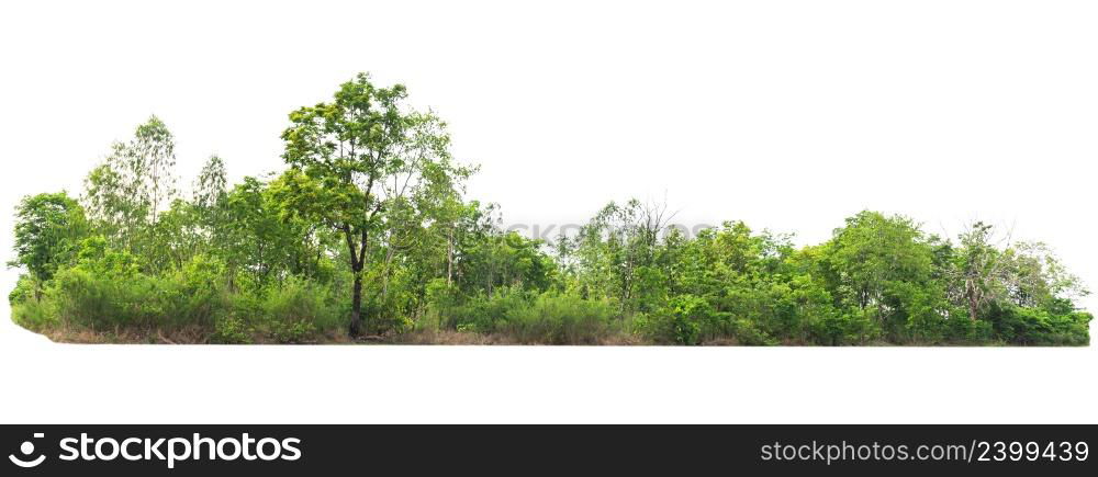 group green tree isolate on white background