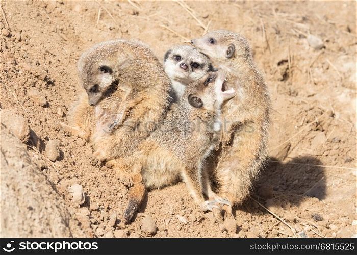 Group hug Meerkat, guarding and fooling around
