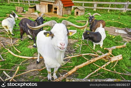 Group image in a goat ranch with this white exemplar in the front line, I think also it s something like a chief or farm elder, considering the big horns and a long beard.