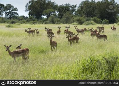 group impala kruger national park south africa