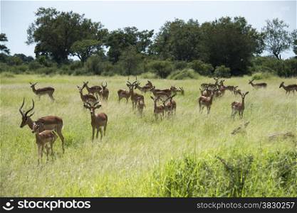 group impala kruger national park south africa