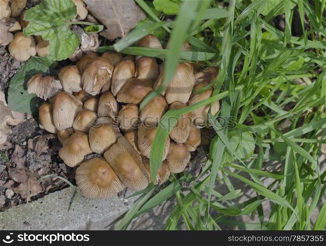 Group inedible little mushroom (Galerina pumila) in summer day at garden