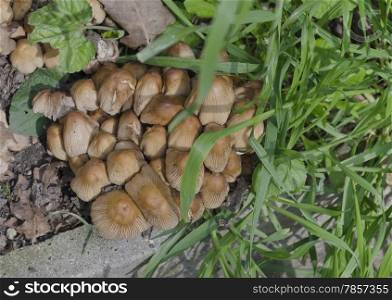 Group inedible little mushroom (Galerina pumila) in summer day at garden