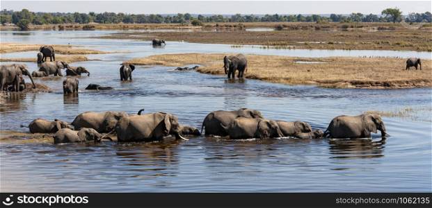 Group of African Elephants (Loxodonta africana) crossing the Chobe River in Chobe National Park in Botswana, Africa.