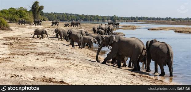 Group of African Elephants (Loxodonta africana) crossing the Chobe River in Chobe National Park in Botswana, Africa.