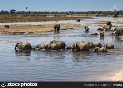 Group of African Elephants (Loxodonta africana) crossing the Chobe River in Chobe National Park in Botswana